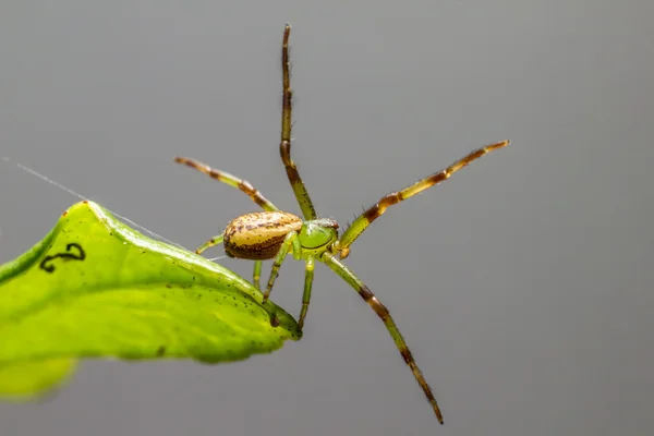 Zielony Krab pająk (diaea olbrzymia) — Zdjęcie stockowe