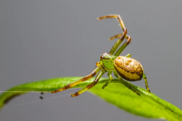 The Green Crab Spider (Diaea dorsata) — Stock Image The Green Crab Spider (Diaea dorsata) Stock Picture