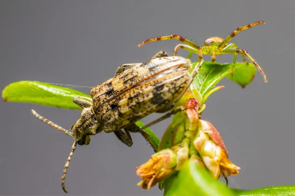 Le pinze a macchie nere sostengono coleottero e ragno granchio verde — Foto Stock