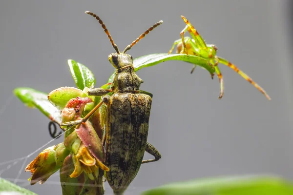 Чернопятнистые плоскогубцы поддерживают жука и Зеленого крабового паука — стоковое фото