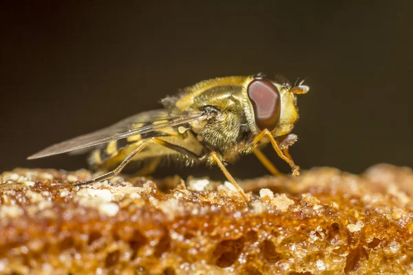 Porträtt av en muscid fluga — Stockfoto