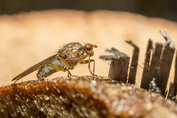 Porträtt av en muscid fluga — Stockfoto