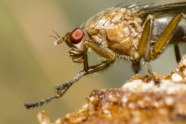 Portrait of a muscid fly — Stock Photo, Image