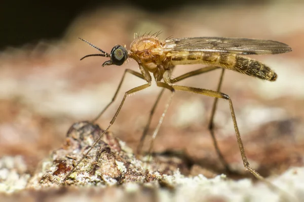 bir sivrisinek portresi