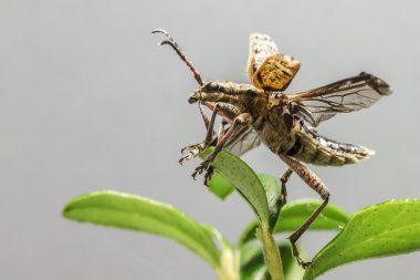 blackspotted pense böcek (rhagium mordax destek)