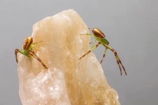 녹색 게 거미 (diaea dorsata) — 스톡 사진