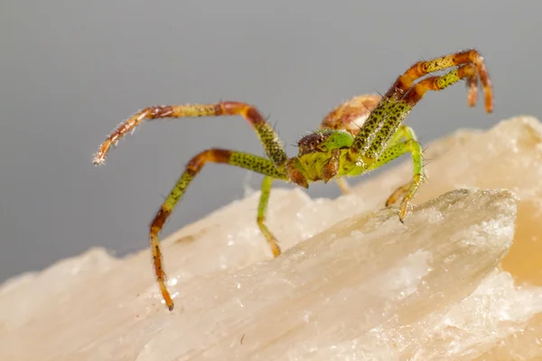 The Green Crab Spider (Diaea dorsata) — Stock Photo, Image