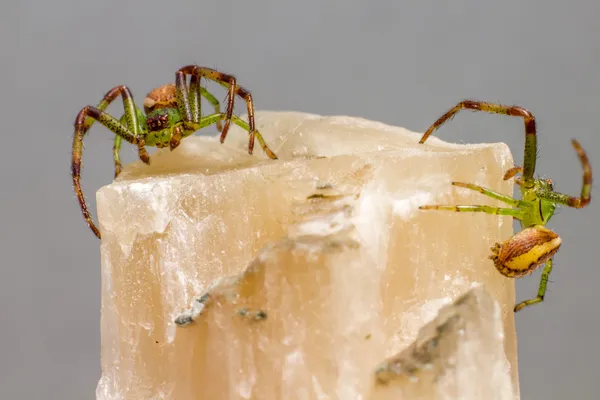 Zielony Krab pająk (diaea olbrzymia) — Zdjęcie stockowe