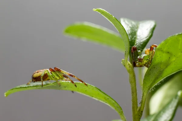 Yeşil yengeç örümceği (diaea dorsata) — Stok fotoğraf