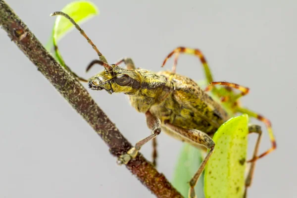 O alicate blackspotted apoiar besouro (Rhagium mordax ) — Fotografia de Stock