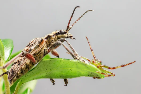 Die schwarzfleckige zange stützt den käfer (rhagium mordax)) — Stockfoto