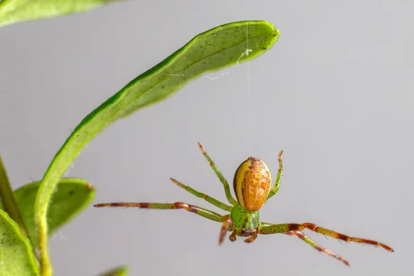 Yeşil yengeç örümceği (diaea dorsata)
