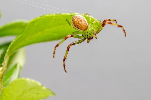 Zelené kraby pavouk (diaea dorsata) — Stock fotografie