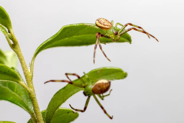 緑のカニグモ科 (diaea dorsata) — ストック写真