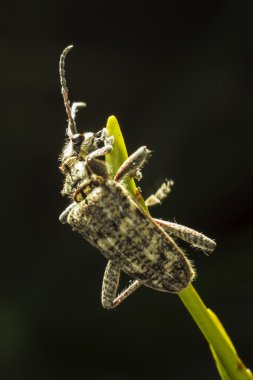 blackspotted pense böcek (rhagium mordax destek)
