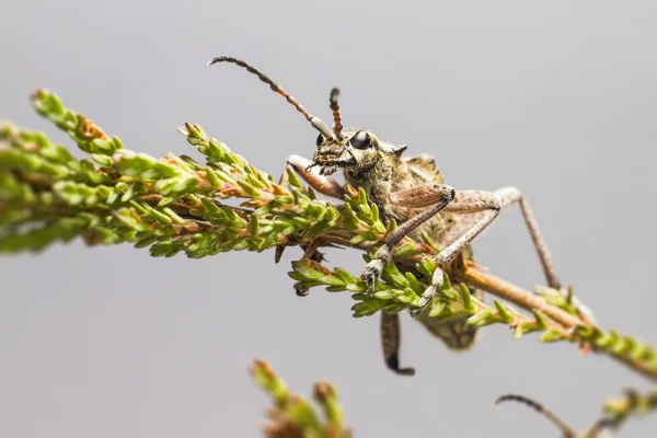 Kleště blackspotted podporují brouk (Tesařík mordax) — Stock fotografie