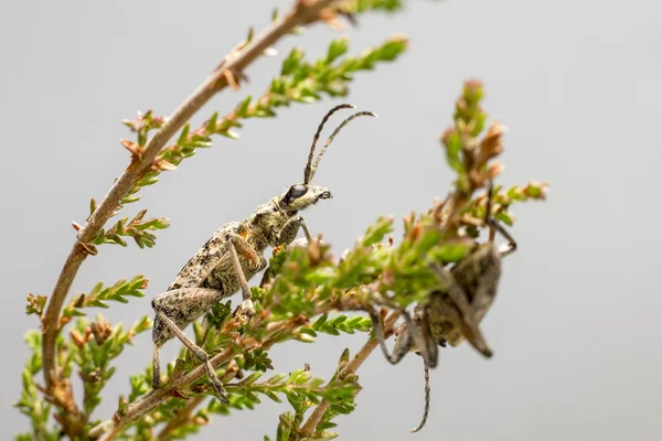 Le pinze a macchie nere sostengono lo scarabeo (Rhagium mordax ) — Foto Stock