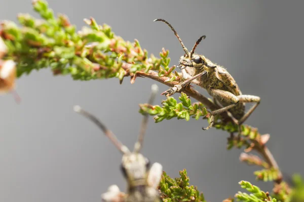 Los alicates manchados apoyan el escarabajo (Rhagium mordax ) — Foto de Stock