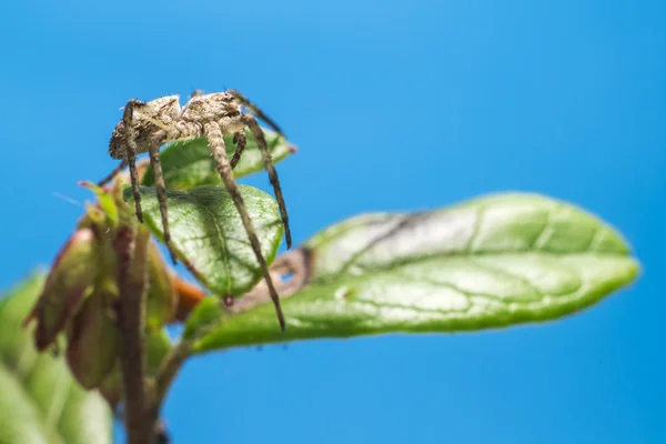 Portret pająk lasu — Zdjęcie stockowe