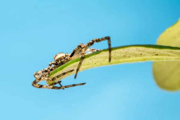 Retrato de uma aranha florestal — Fotografia de Stock