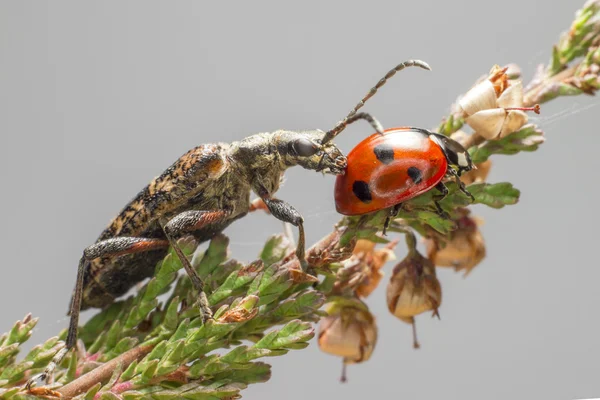 Los alicates manchados apoyan escarabajo y mariquita —  Fotos de Stock