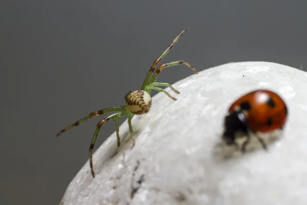 The Green Crab Spider (Diaea dorsata) — Stock Photo, Image