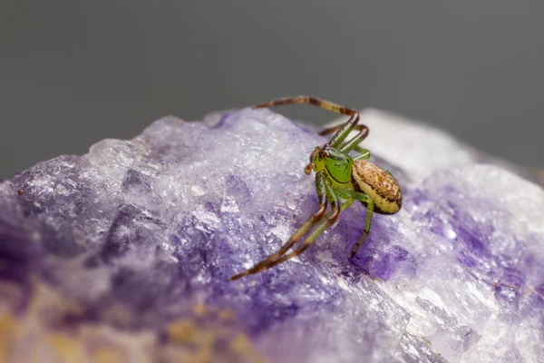 The Green Crab Spider (Diaea dorsata) — Stock Photo, Image