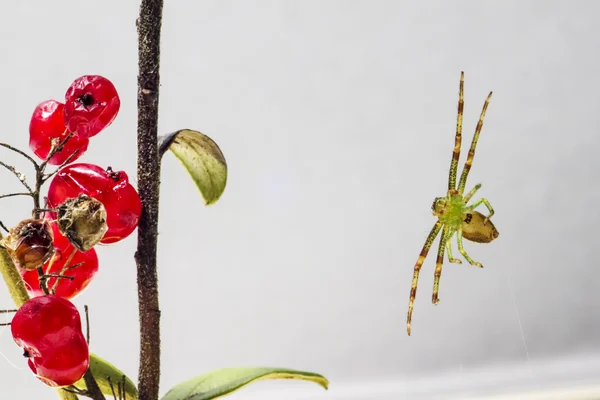 緑のカニグモ科 (diaea dorsata) — ストック写真