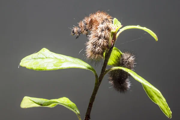 De vlinder-caterpillar — Stockfoto