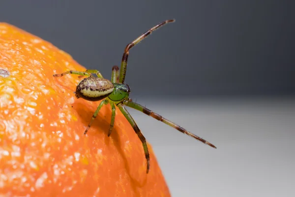 Zielony Krab pająk (diaea olbrzymia) — Zdjęcie stockowe