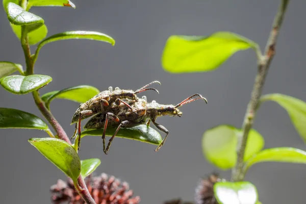 Le pinze a macchie nere sostengono lo scarabeo (Rhagium mordax ) — Foto Stock