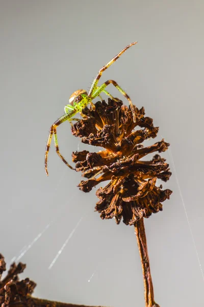 绿蟹蛛，diaea dorsata — 图库照片