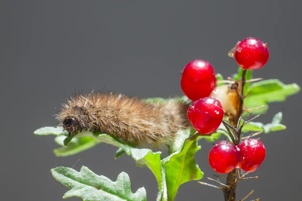 De vlinder-caterpillar — Stockfoto