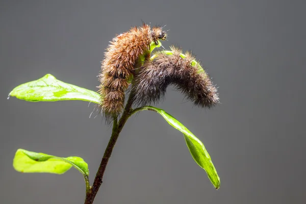 蝴蝶的毛毛虫 — 图库照片