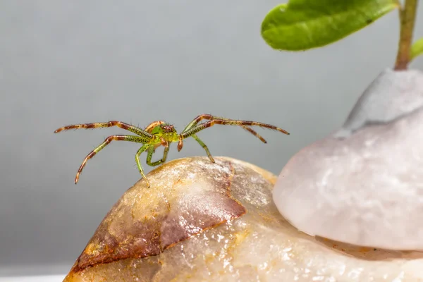 The Green Crab Spider (Diaea dorsata) — Stock Photo, Image