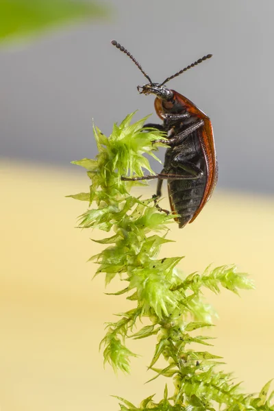 Portrait of a beetle — Stock Photo, Image