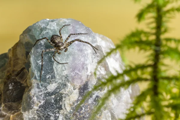 Retrato de una araña del bosque — Foto de Stock