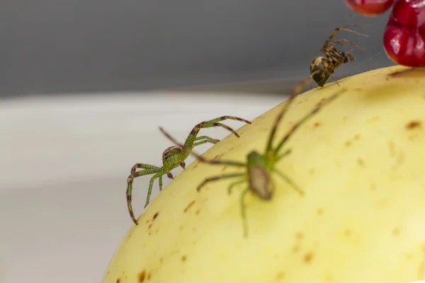 Retrato de una araña cangrejo verde (Diaea dorsata ) — Foto de Stock