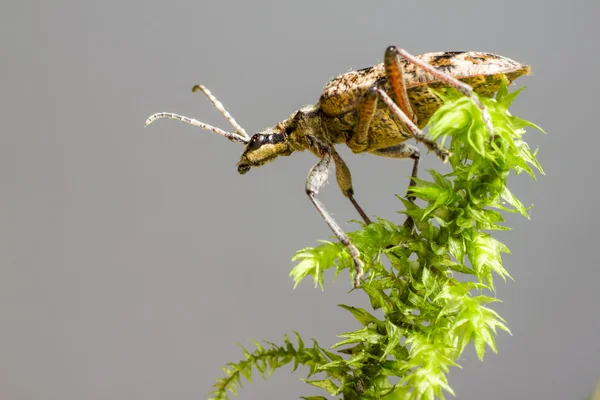 Svartfläckig tång stöd skalbaggen (rhagium mordax) — Stockfoto