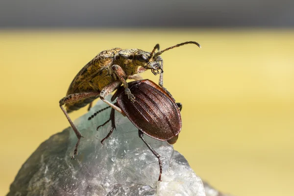 カブトムシの肖像画 — ストック写真