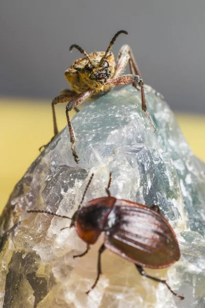 カブトムシの肖像画 — ストック写真