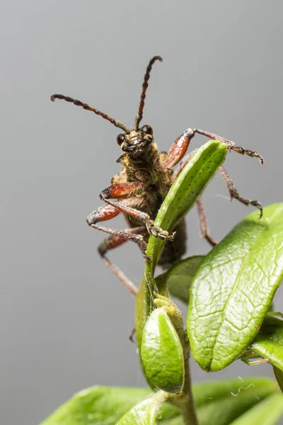 Los alicates manchados apoyan el escarabajo (Rhagium mordax ) — Foto de Stock