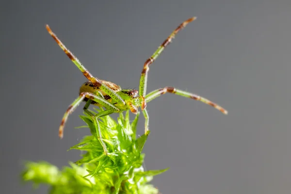 Зеленый паук (Diaea Dorsata) ) — стоковое фото