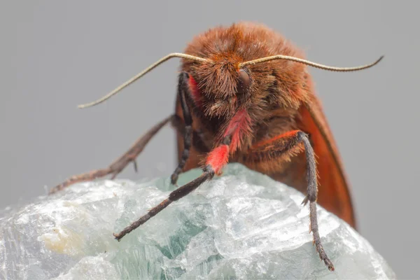 Portrait of a Ruby Tiger — Stock Photo, Image