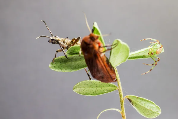 Ruby tiger och grön krabba spindel — Stockfoto