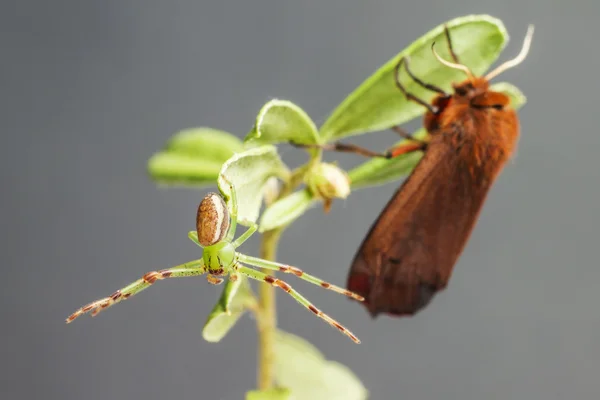 Ruby tiger och grön krabba spindel — Stockfoto