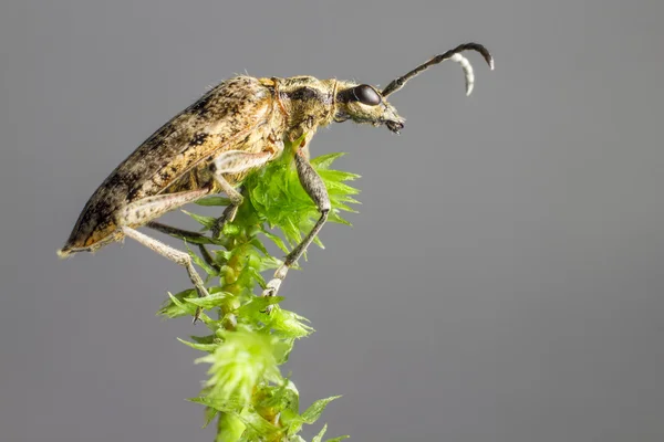 Le pinze a macchie nere sostengono lo scarabeo (Rhagium mordax ) — Foto Stock