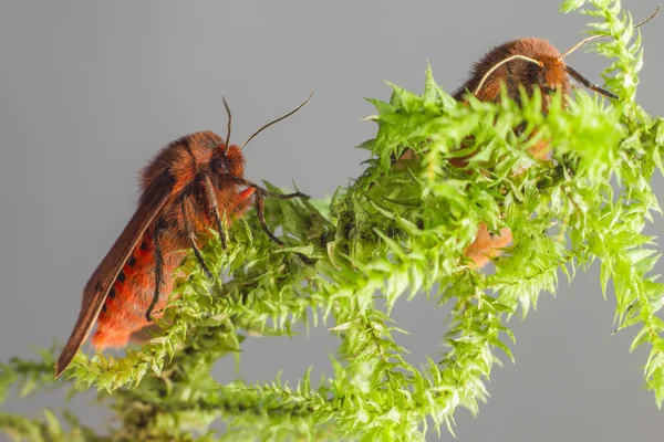 O Tigre Rubi, Phragmatobia fuliginosa — Fotografia de Stock