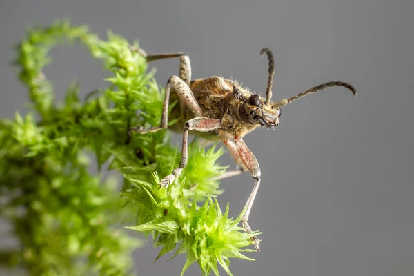 La pince à points noirs supporte le scarabée (Rhagium mordax ) — Photo