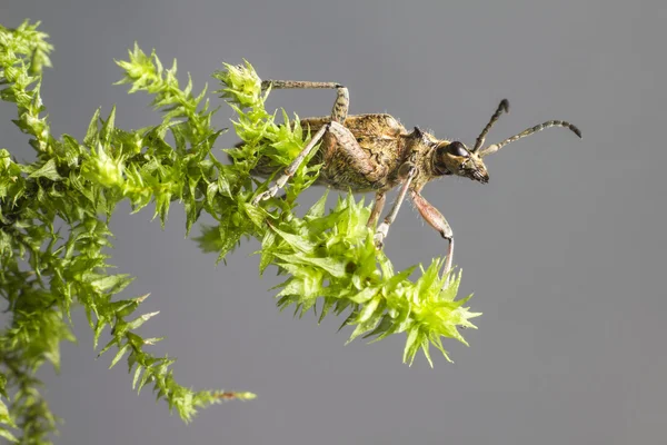Чернопятнистые плоскогубцы поддерживают жука (Rhagium mordax ) — стоковое фото